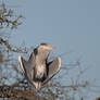 Blauwe reiger (Grey heron)