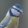 Pimpelmees (Eurasian blue tit)