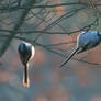 Staartmees (Long-tailed tit)