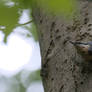 Boomklever (Eurasian nuthatch)