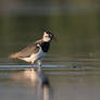 Kievit (Northern lapwing)