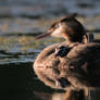 Fuut (Great crested grebe)