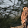 Torenvalk (Kestrel)
