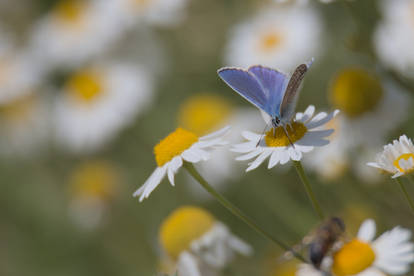 Icarusblauwtje (Common blue)