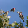 Puttertje (Goldfinch)