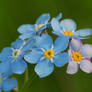 forgetmenot.