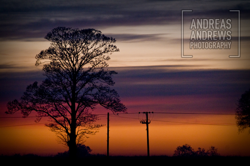 Electric tree silhouette sky