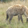 Laughing Hyena