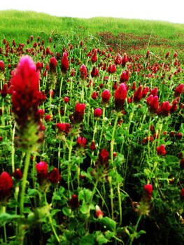 Indian Paint Brush