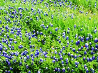 Bluebonnet 3