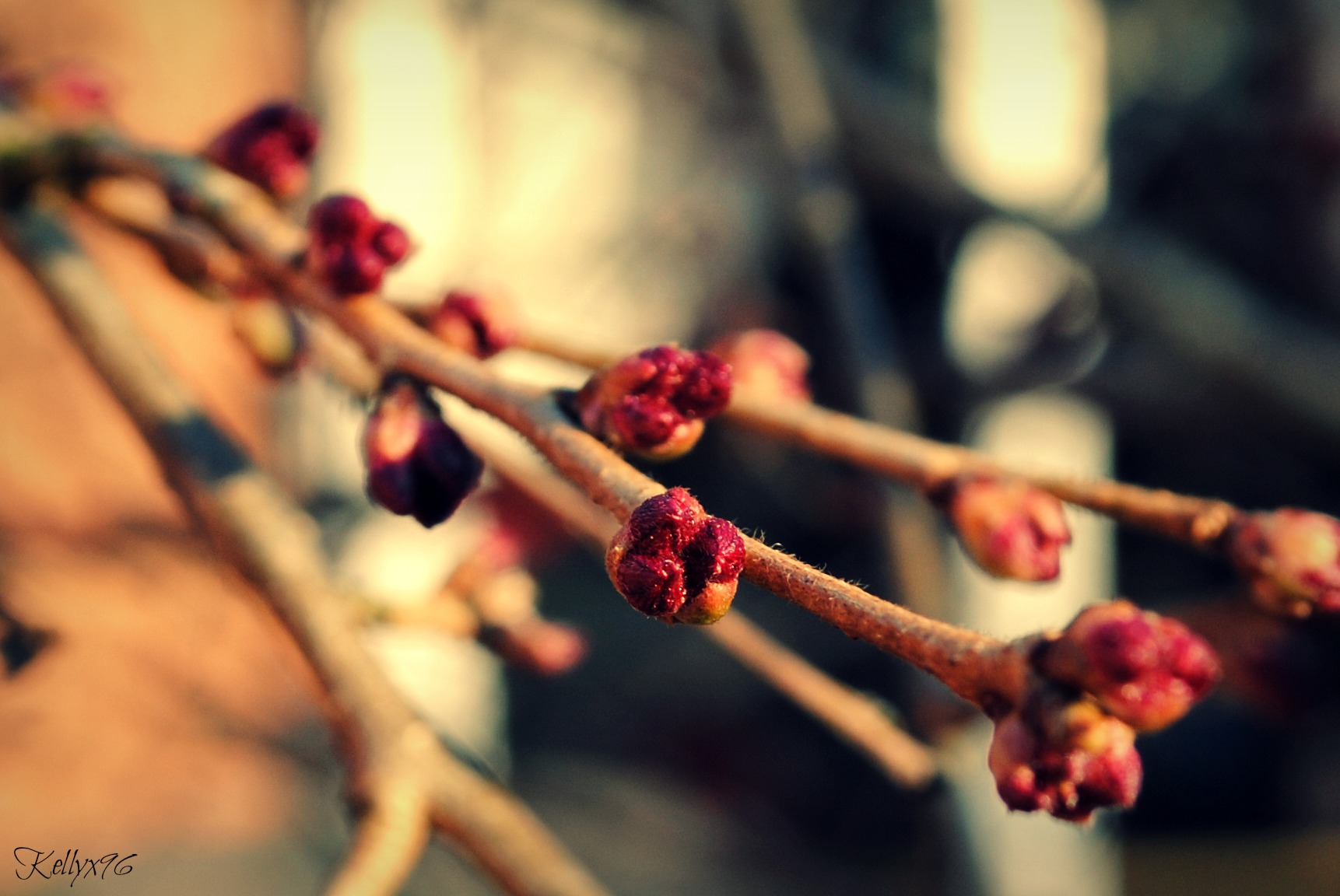 Cherry Blossom Buds