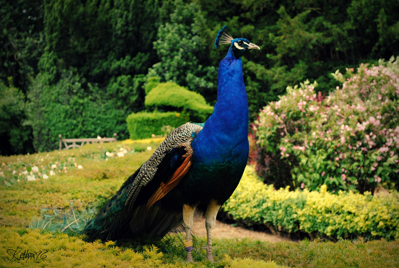 Pretty Peacock