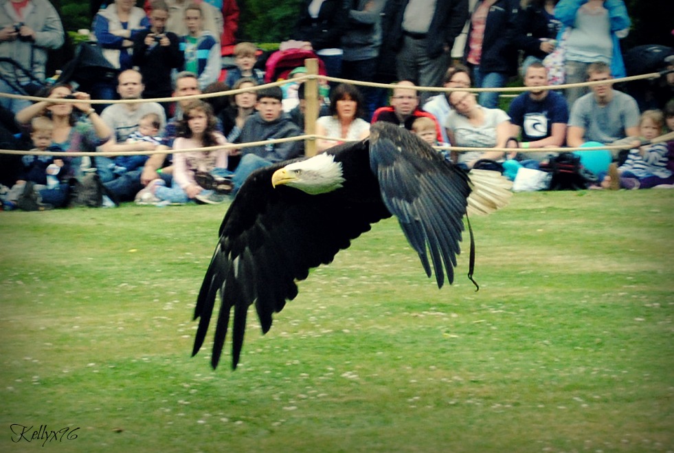 Beautiful Bald Eagle