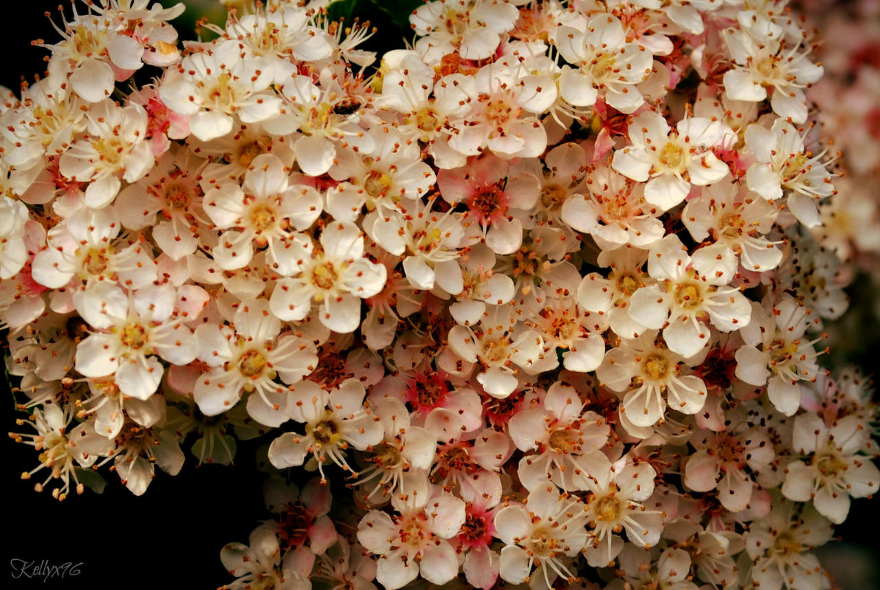 Pyracantha