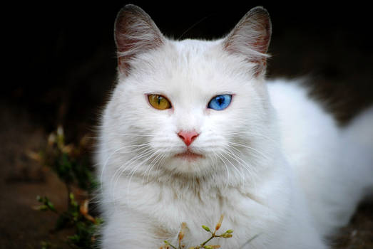 Heterochromia