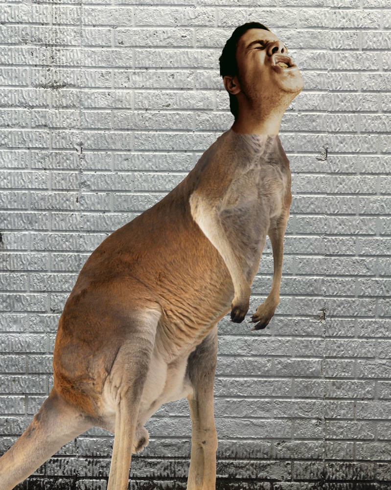 Distorted Kangaroo Kangaroo Transformation by davidcj1032 on DeviantArt