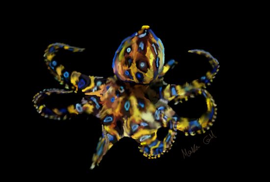 Southern Blue-Ringed Octopus