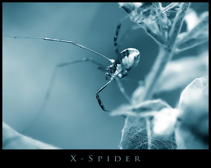 X-Spider