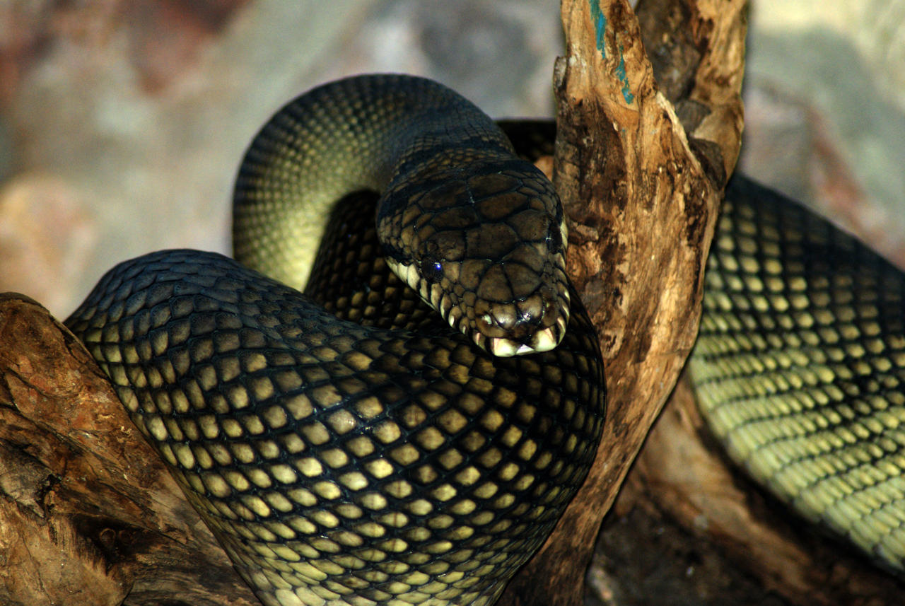 Large Timor Python's Timor Python by metronewman on DeviantArt