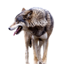 Wolfcutout