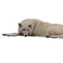 Laying White Wolf PNG