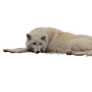 Laying White Wolf PNG