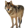 Timber wolf PNG
