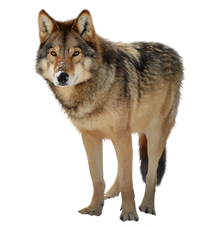 Timber wolf PNG