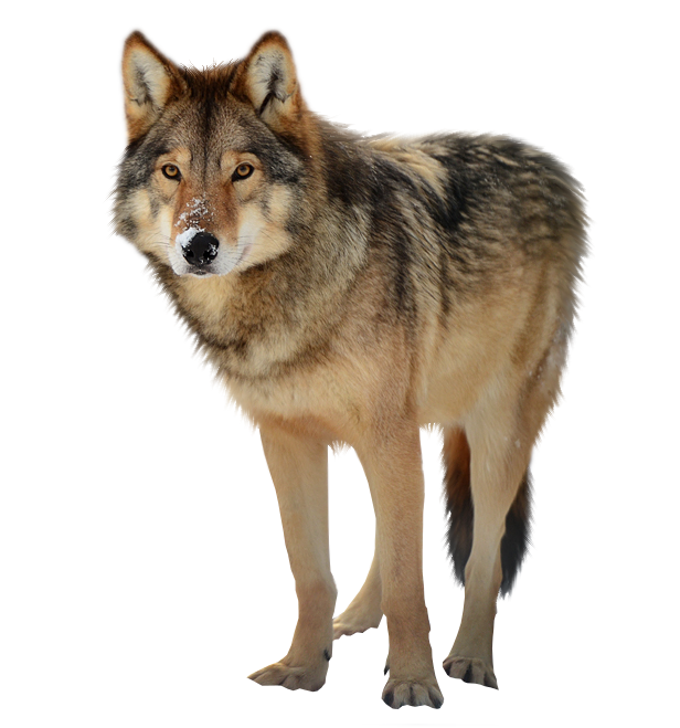 Timber wolf PNG