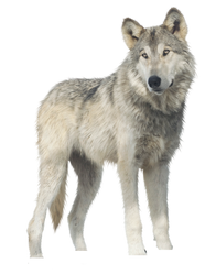 Jericho, Wolf PNG