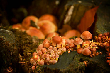 [Kluisbos] Mushrooms on a Stump