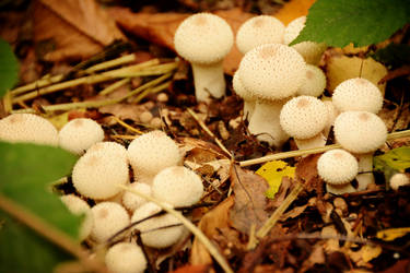 [Kluisbos] Puffballs