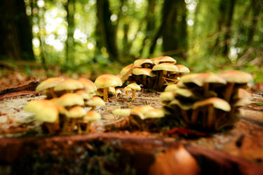 [Kluisbos] Mushroom in the Middle