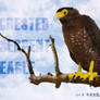 Crested serpent eagle , plush