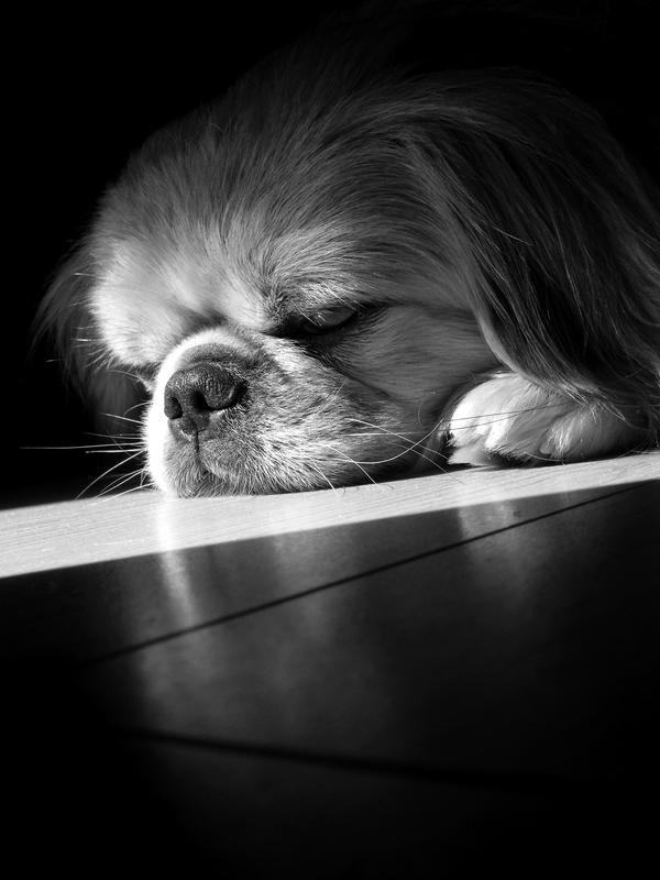 Even dogs get sad..