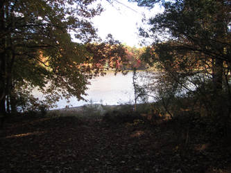 Lake Lynn Through the Trees