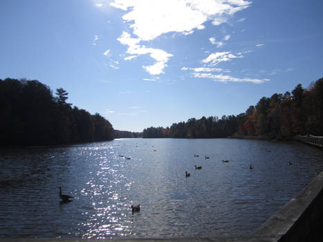 Sunbathing Ducks and Geese