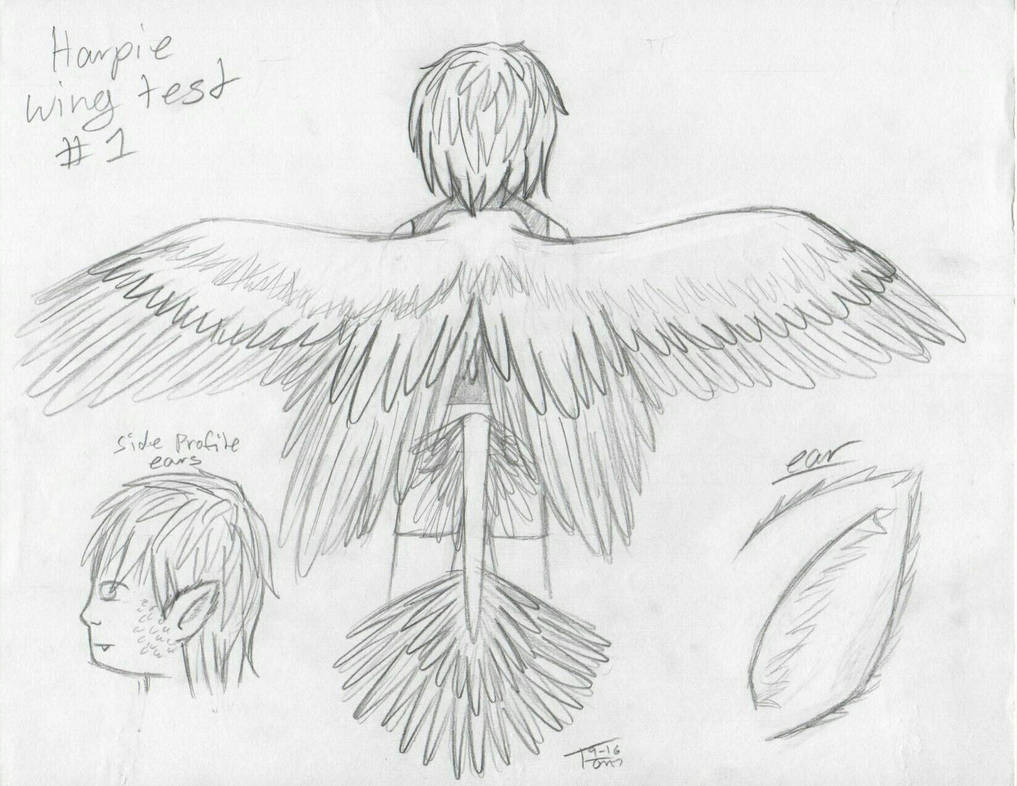 Harpie Wing Reference by TomBurd on DeviantArt