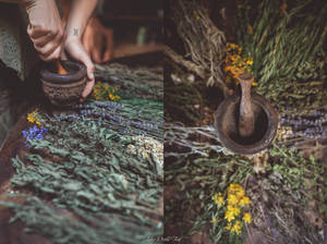 Le plaidoyer pour l'herboriste by Julieoftheworldtree Le plaidoyer pour l'herboriste by Julieoftheworldtree