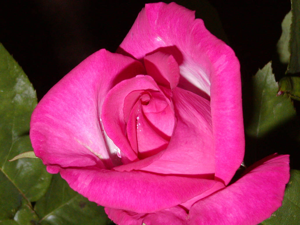 Pink Weeping Roses Weeping Rose by absolutefreedom on DeviantArt