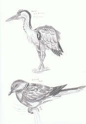 Bird Sketches 1