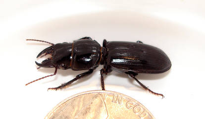 Big-headed Ground Beetle