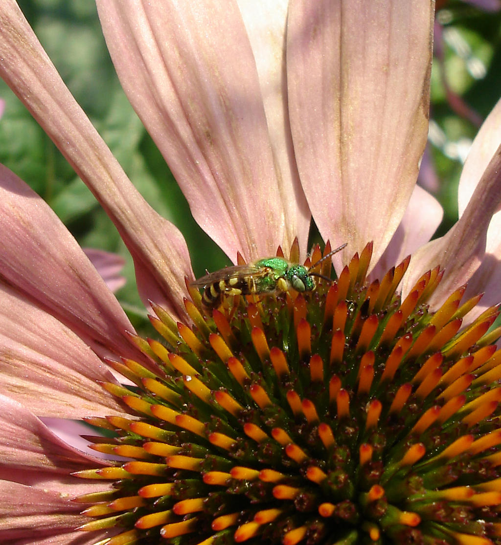 Metallic Green Bee