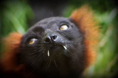 Red ruffed lemur