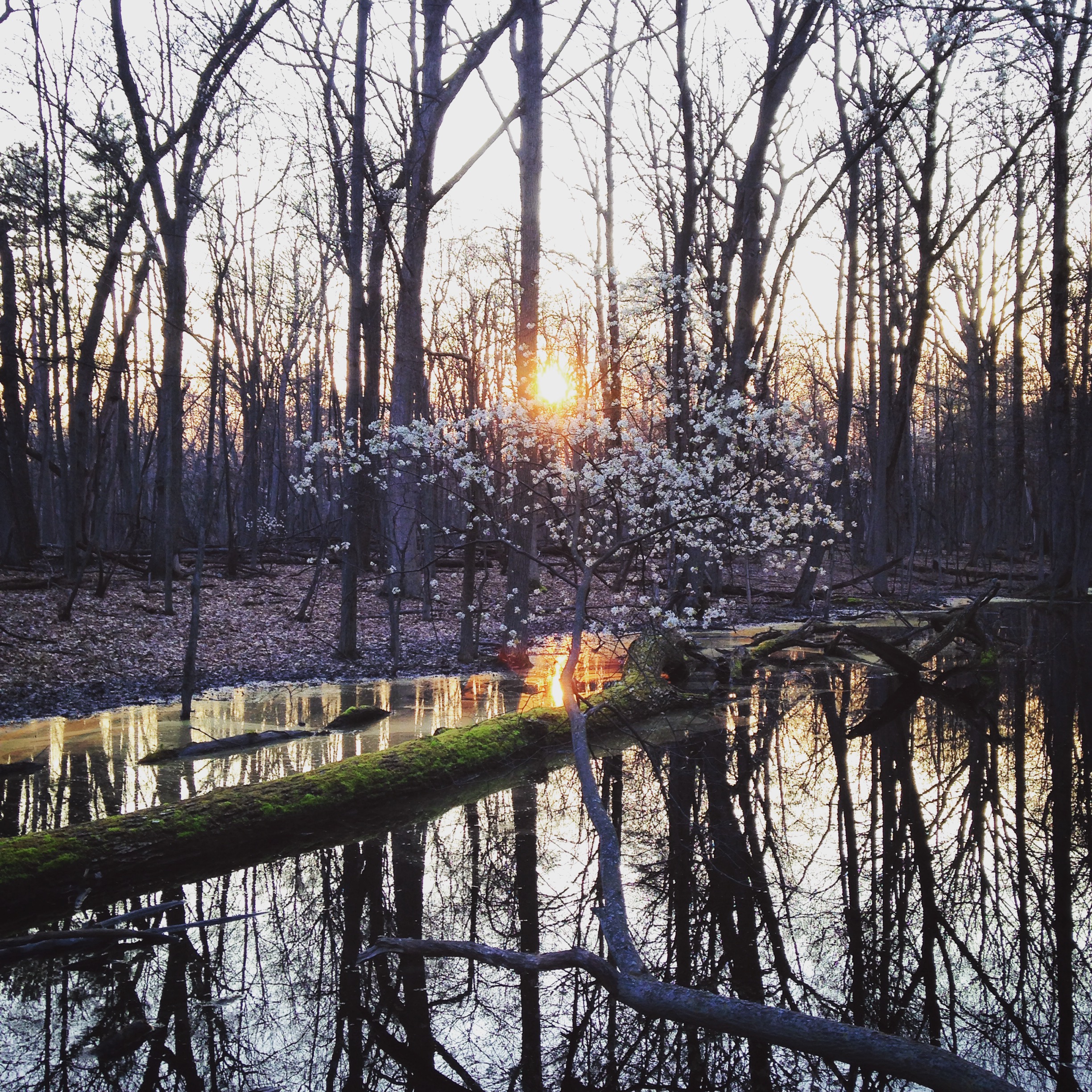 A Spring Sunset in Tobico Marsh