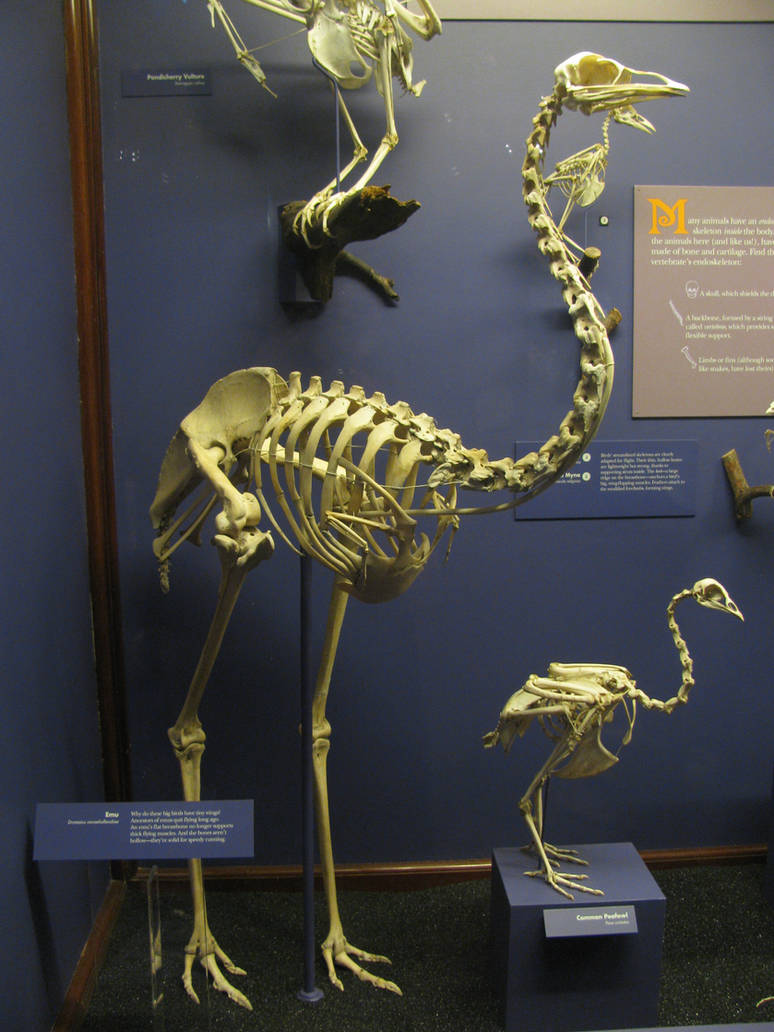 Emurus Body Emu Skeleton at Field Museum by Spritle22 on DeviantArt