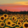 sunflowers