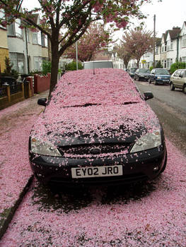 Snowing Petals