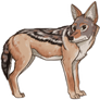 Black-backed jackal