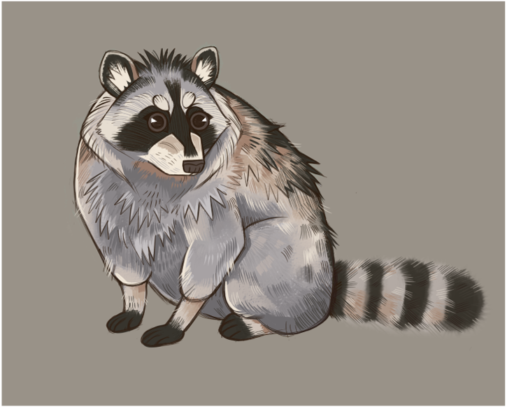 Deviantart Racoon Racoon by lizzardblackrose on DeviantArt